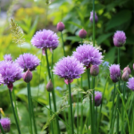 Chives