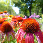 Echinacea
