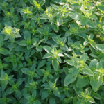 Oregano