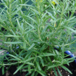 Rosemary