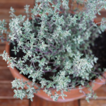 Thyme